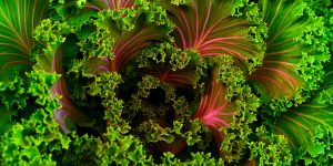 Red Green Kale